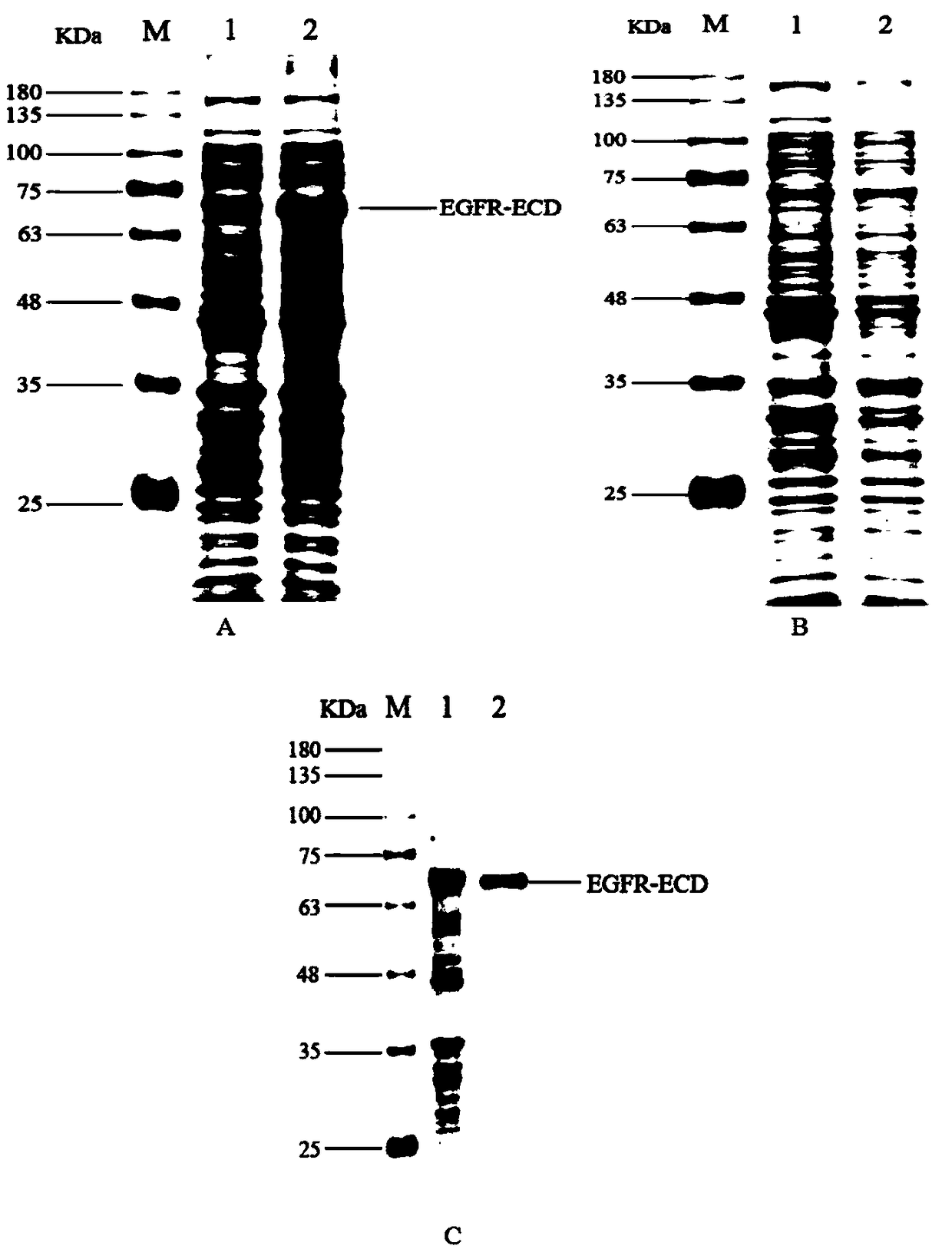 Polypeptide capable of specifically binding EGFR for inhibiting EGF-promoting tumor cell proliferation