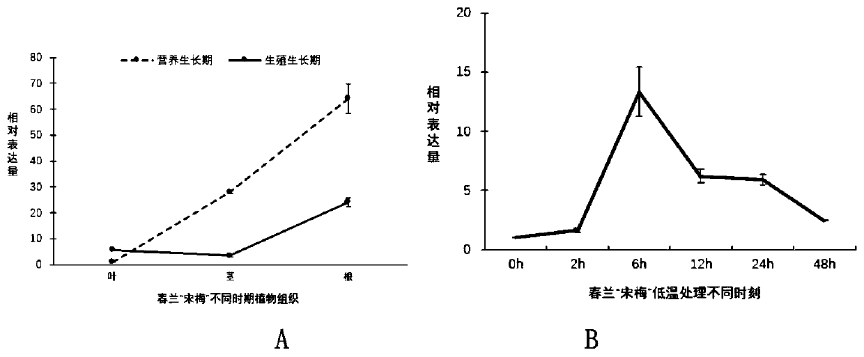 Application of Chunlan mir159b in enhancing plant cold sensitivity