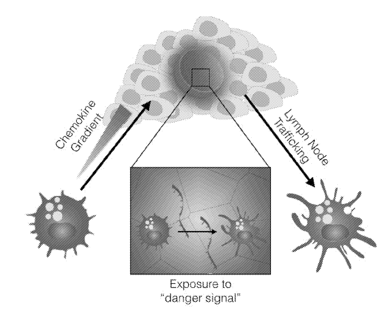 Peritumoral and intratumoral materials for cancer therapy