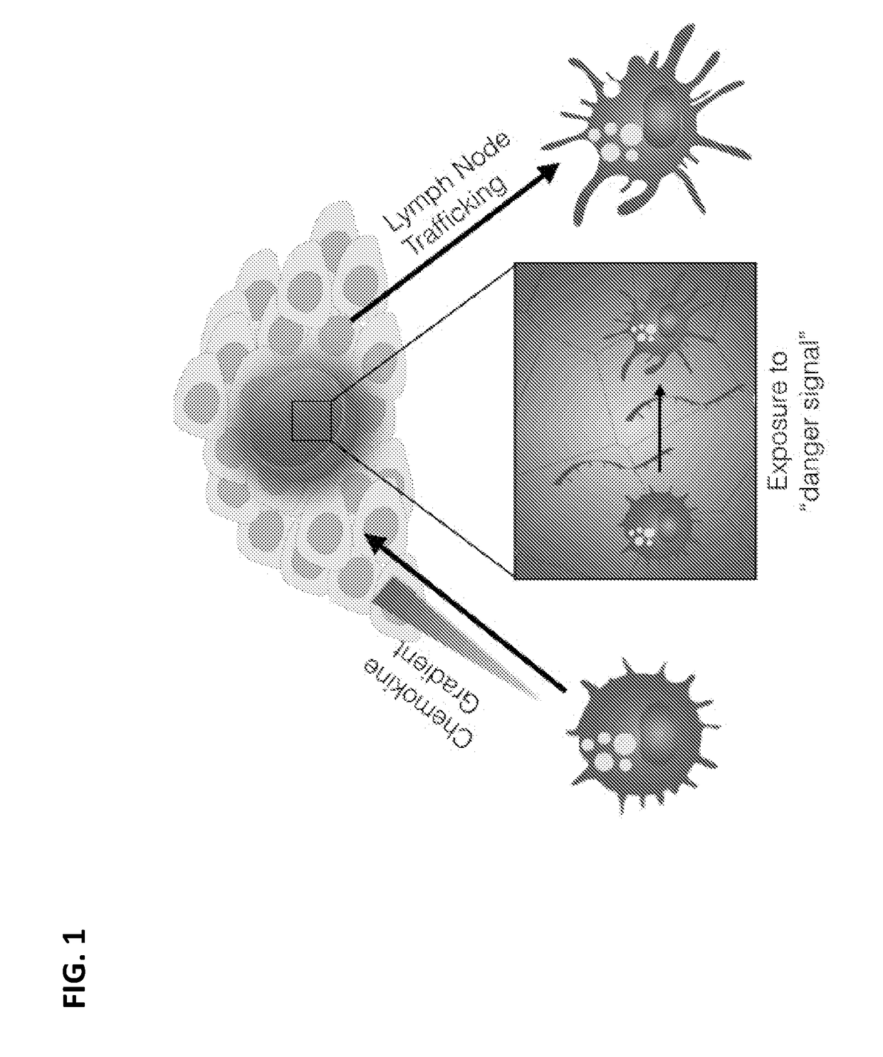 Peritumoral and intratumoral materials for cancer therapy