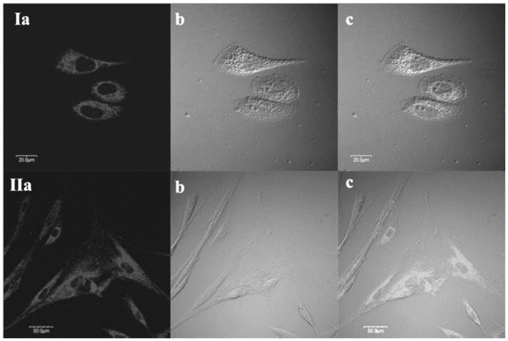 A rotor-type double-red mitochondrial fluorescent probe and its application