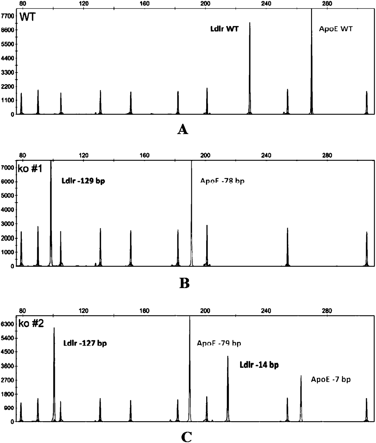 Preparation method of atherosclerotic mouse model with NOD (Non-Obese Diabetic) genetic background