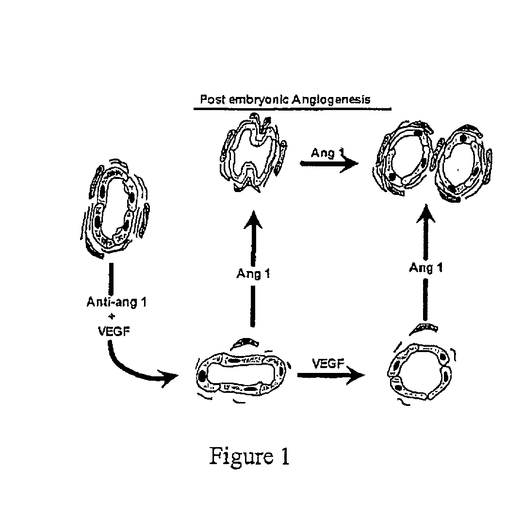 Inhibiting development of microvessels withins coronary or peripheral vessel walls for restenosis/atherosclerosis prevention or therapy