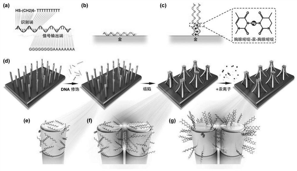 Quantitative detection method for mercury ions based on surface enhanced Raman scattering technology