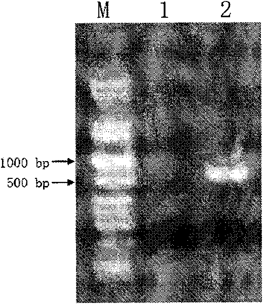 N-acylhomoserine lactonas, production method thereof and special recombinant bacterium