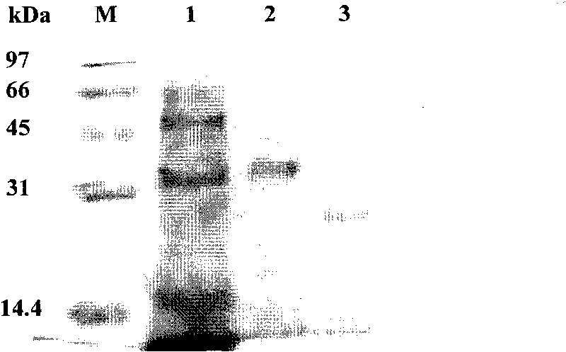 N-acylhomoserine lactonas, production method thereof and special recombinant bacterium