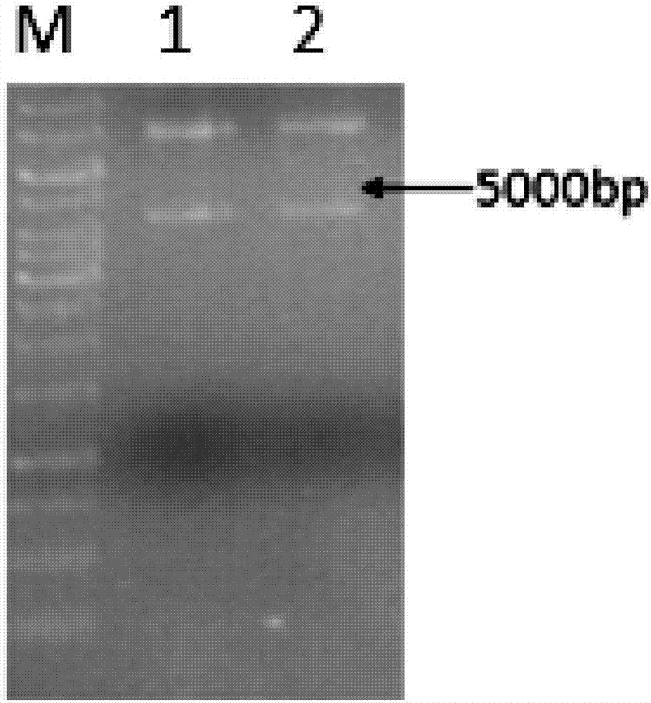 Trans-N-glycosidase BtNGT and application thereof