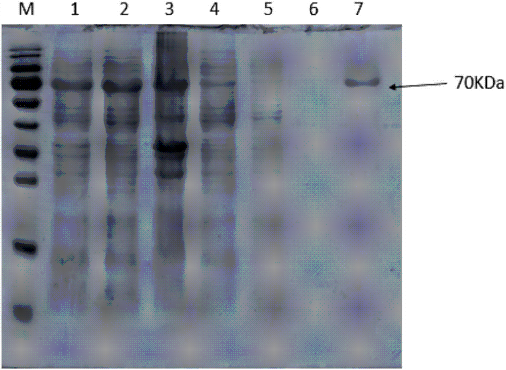 Trans-N-glycosidase BtNGT and application thereof