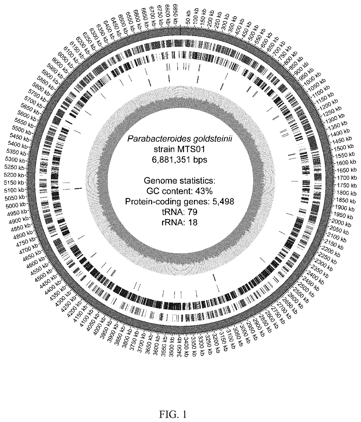 Method of preventing or treating obesity using a novel strain of parabacteroides goldsteinii