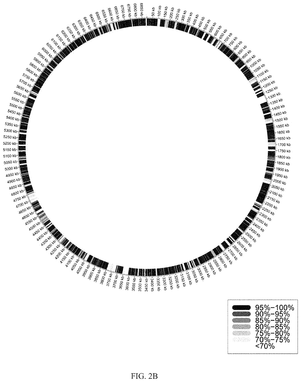 Method of preventing or treating obesity using a novel strain of parabacteroides goldsteinii