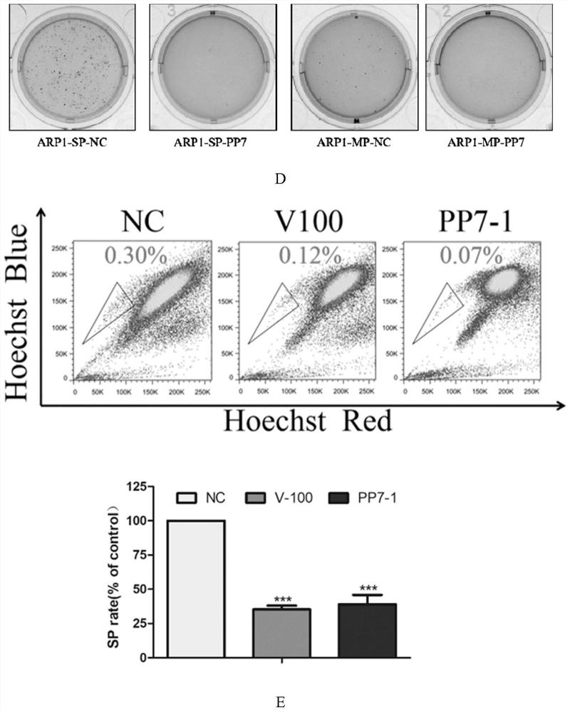 Application of polyphyllin VII in preparation of MSN protein inhibitor