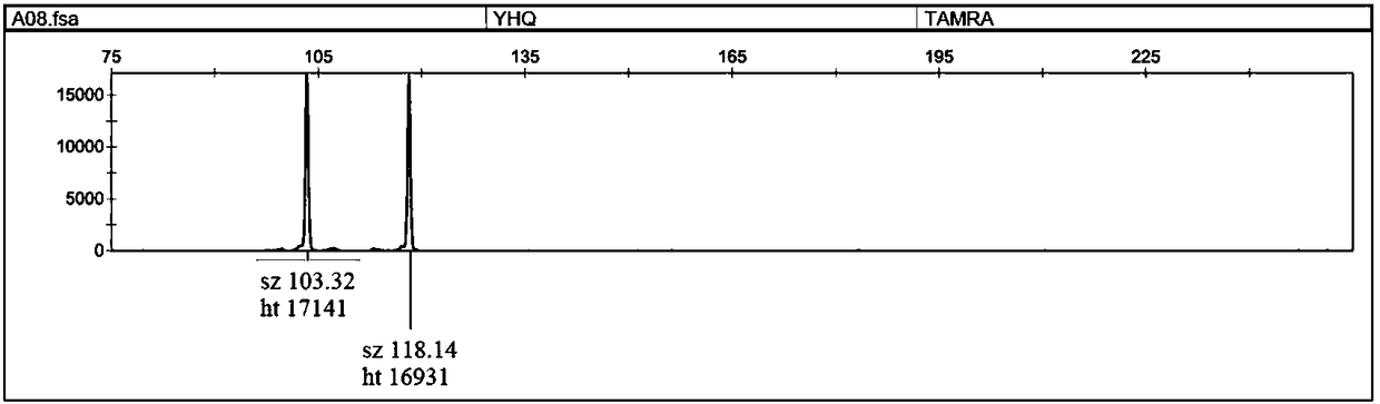 Alligator sinensis microsatellite polymorphic site and identification method and specific primer sequence thereof