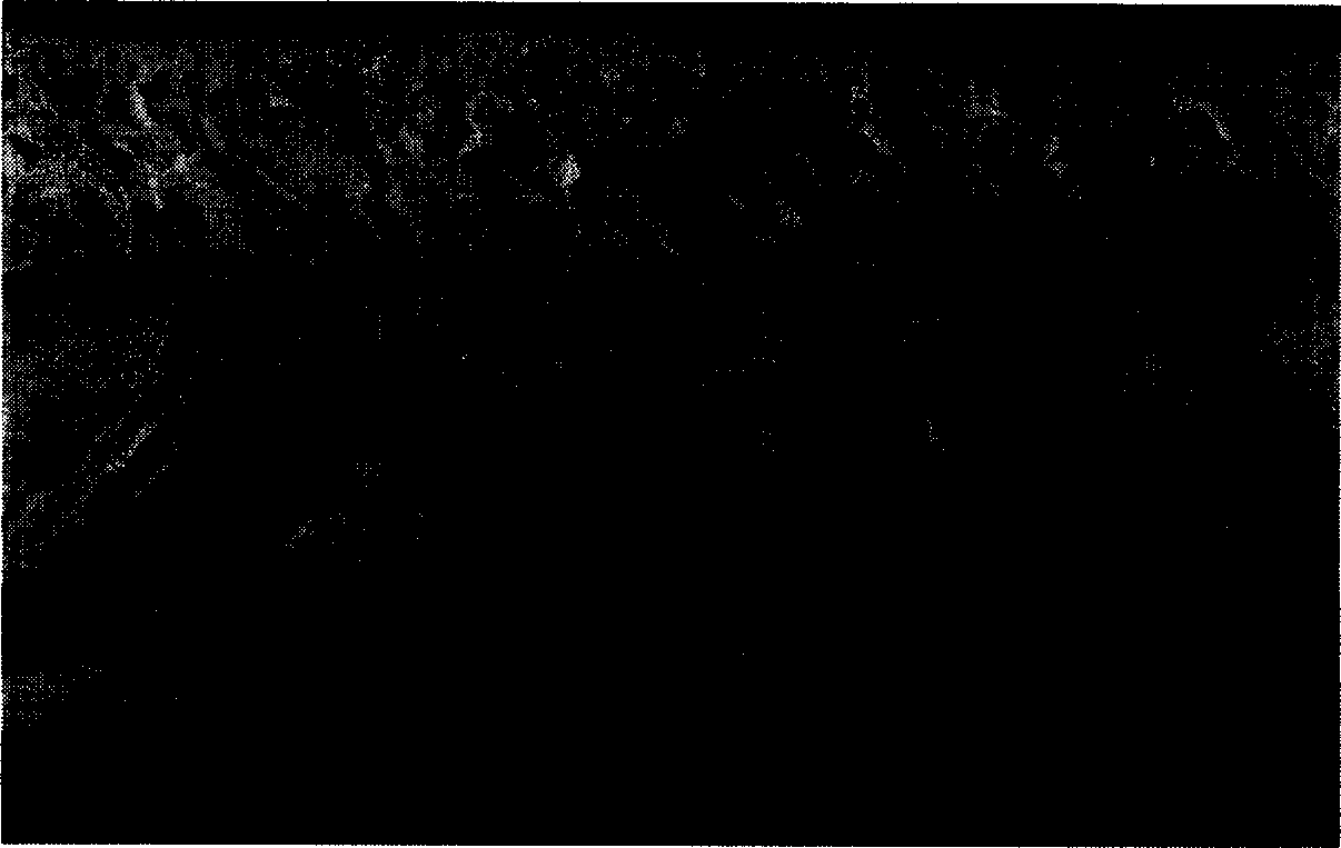 Preparation method of high-flux porous membrane