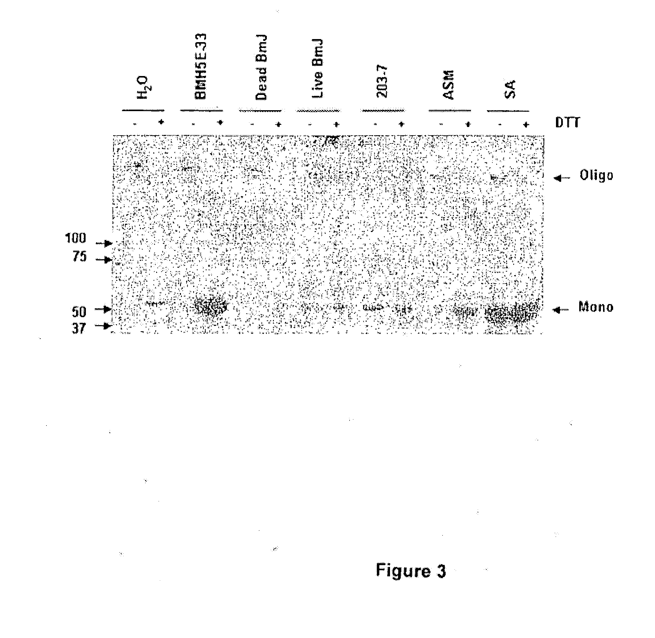 Bacillus isolates and methods of their use to protect against plant pathogens and virus transmission