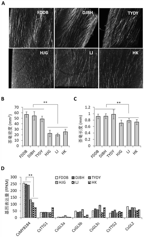 A gene for regulating the formation of tea leaves and its application