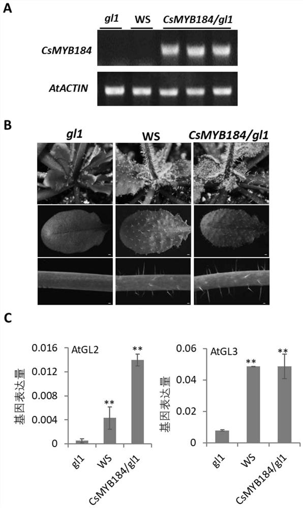 A gene for regulating the formation of tea leaves and its application