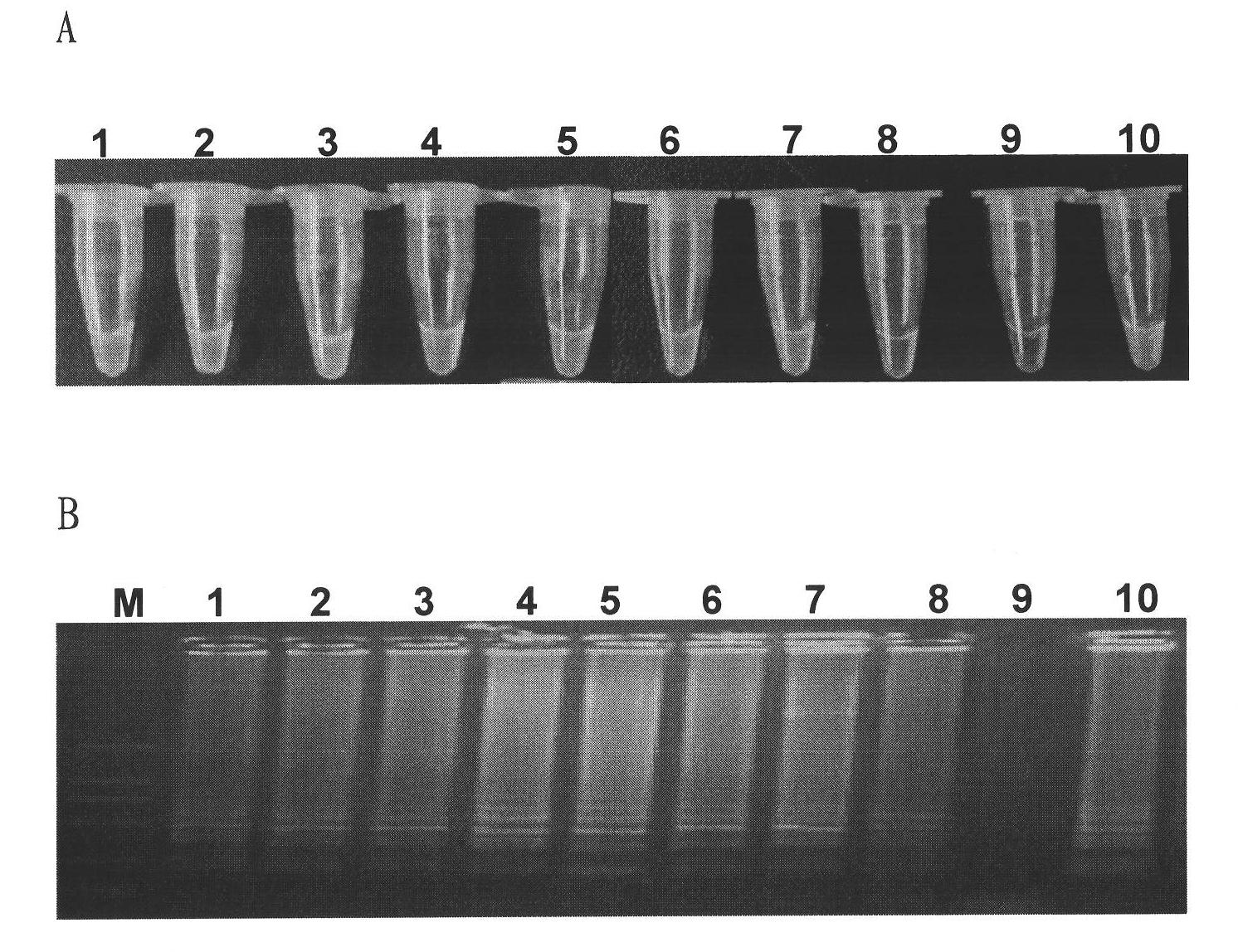 H7 subtype bird flu virus RT-LAMP (Reverse Transcriptase Loop-Mediated Isothermal Amplification) test kit and application thereof