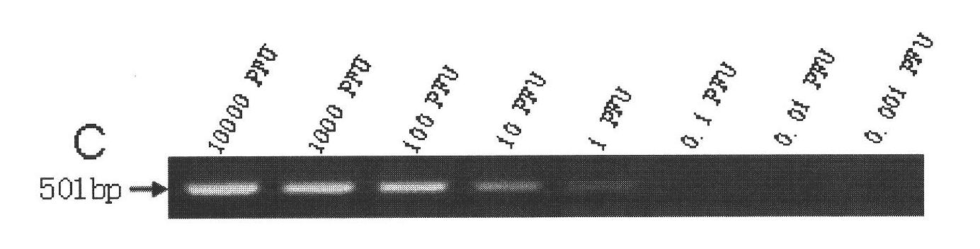 H7 subtype bird flu virus RT-LAMP (Reverse Transcriptase Loop-Mediated Isothermal Amplification) test kit and application thereof