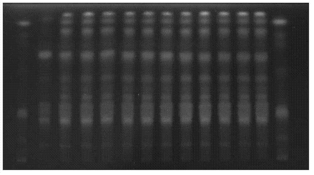 Thin-layer chromatography detection method for pharmaceutical composition