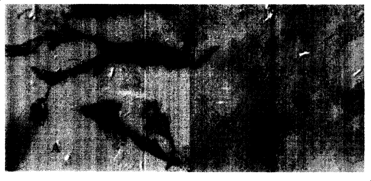 Method for extracting melanin from black-bone chicken