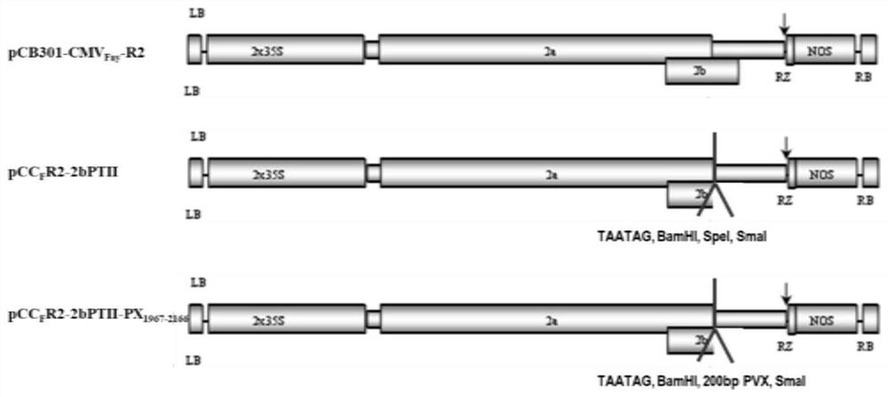 Duplex attenuated vaccine capable of resisting cucumber mosaic virus and potato virus X and application of duplex attenuated vaccine