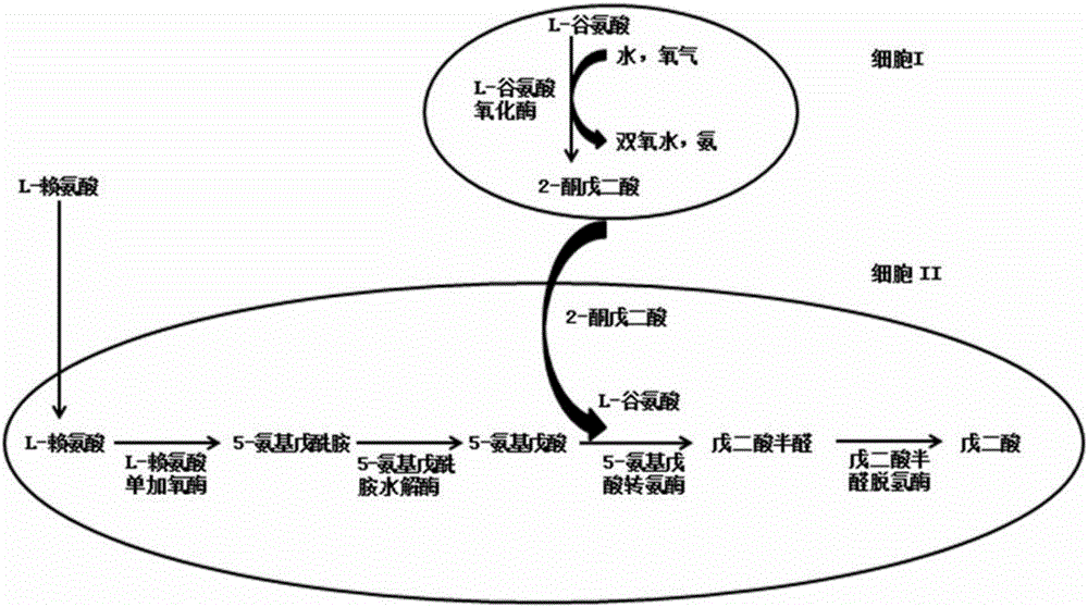 Method of whole-cell-biocatalytically producing glutaric acid