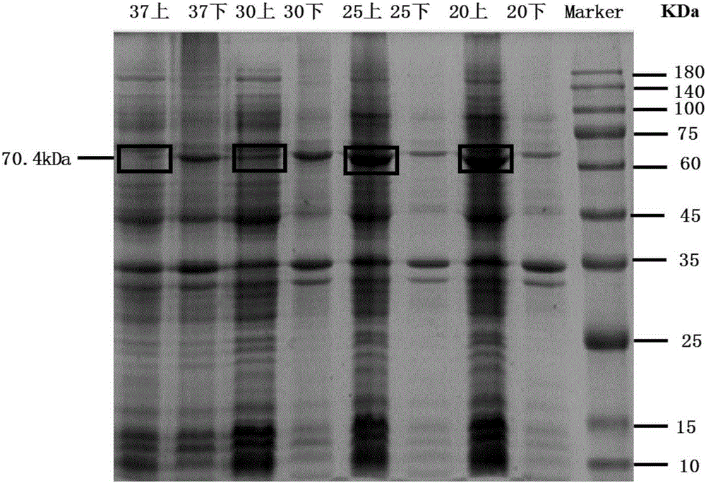 Method of whole-cell-biocatalytically producing glutaric acid