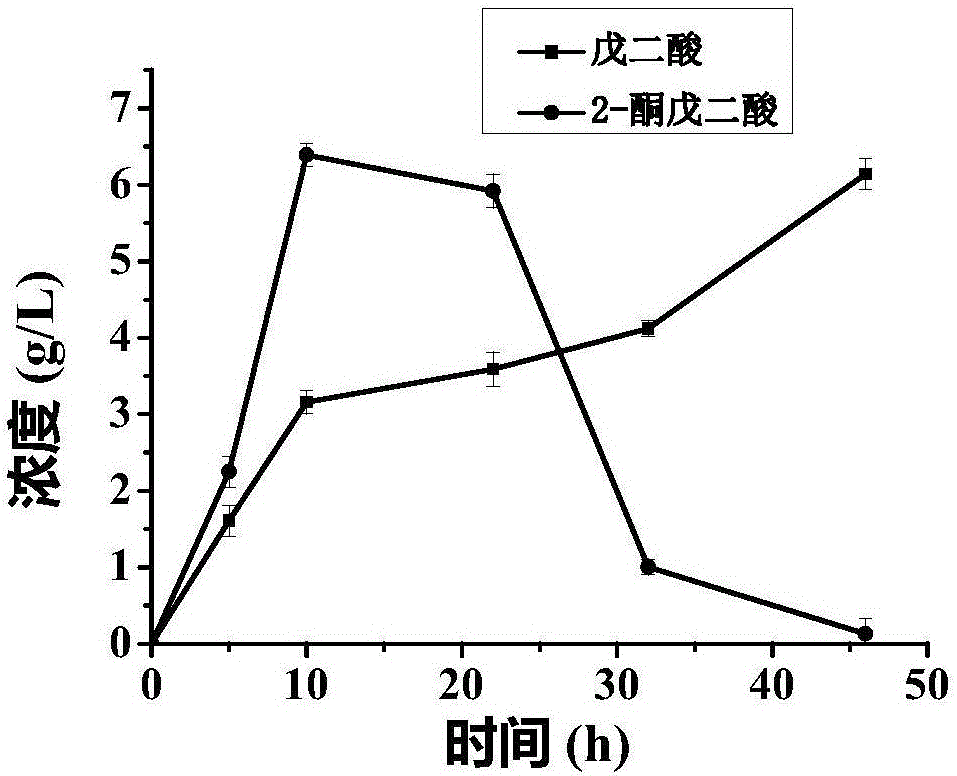 Method of whole-cell-biocatalytically producing glutaric acid