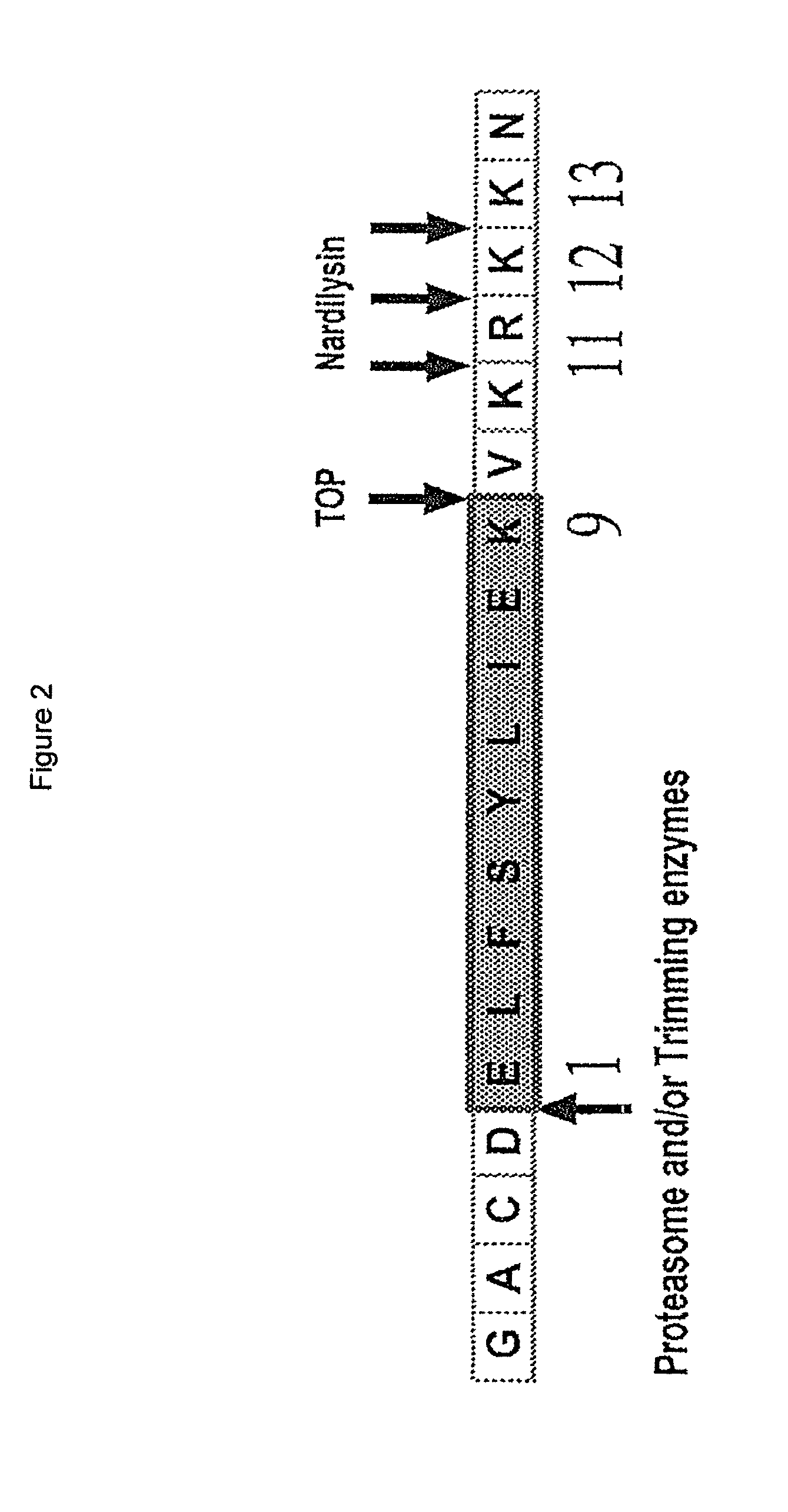 PRAME derived peptides and immunogenic compositions comprising these