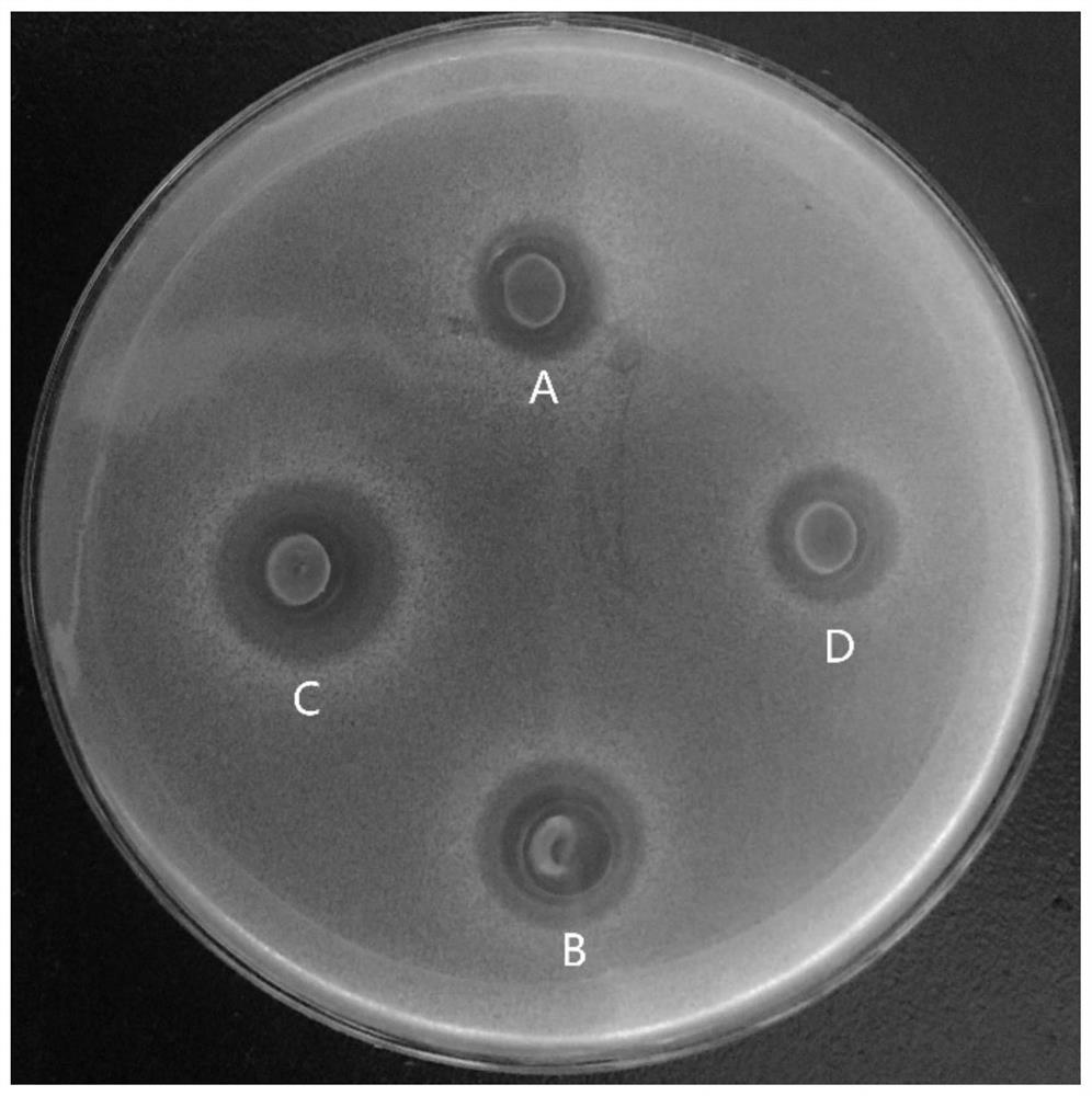 Bacillus subtilis SCUEC7 strain and application thereof