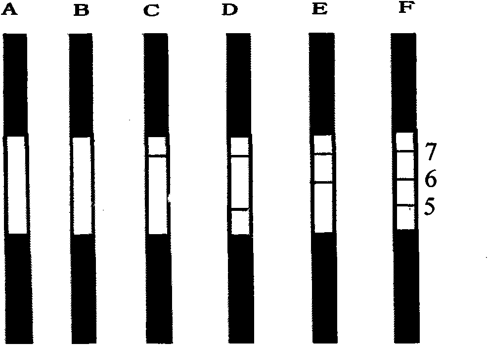 Reagent strip for joint detection of syphilis specific IgM and IgG antibodies and preparation method thereof