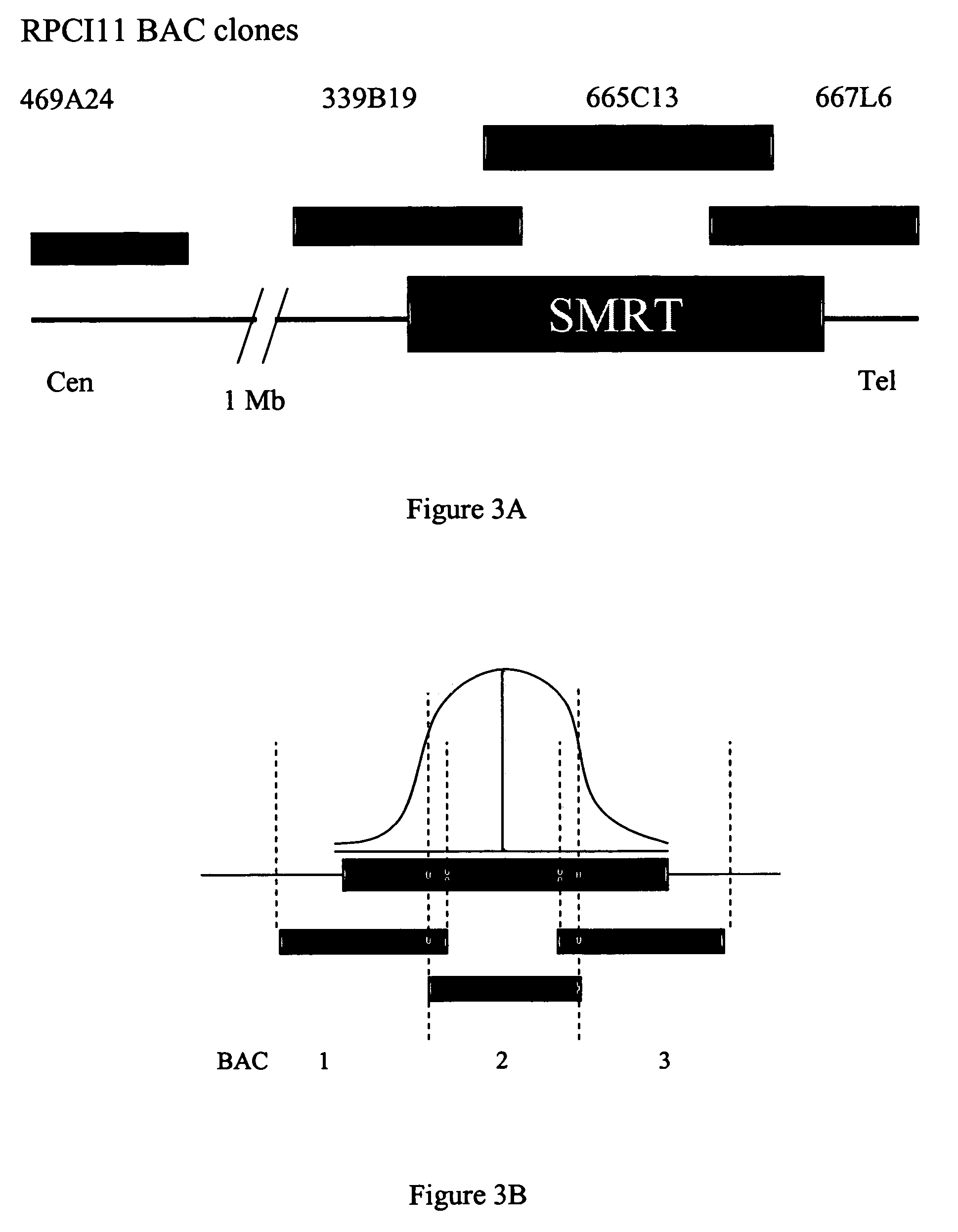 Method of prognosis of metastasis by detection of FRA12E fragile site within the SMRT gene/locus at chromosome 12q24