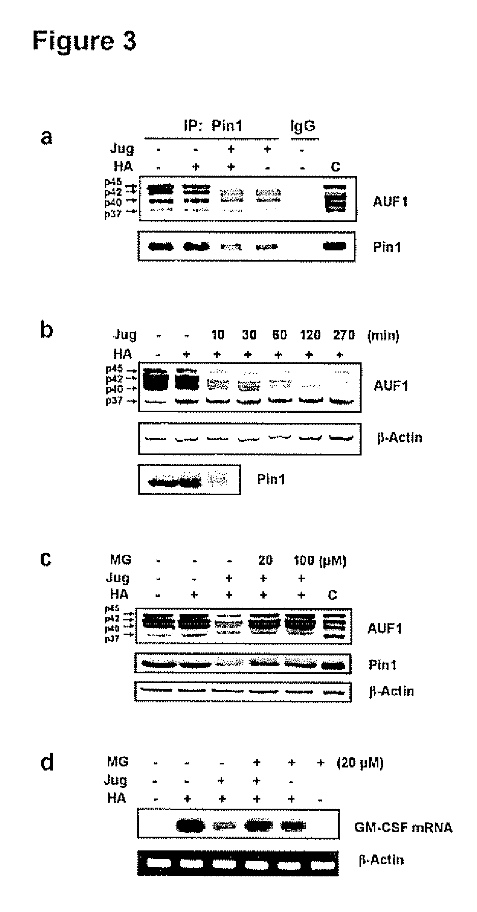 Blockade of Pin1 prevents cytokine production by activated immune cells