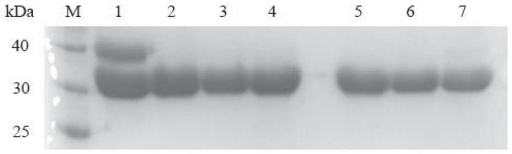 Omega-transaminase mutant and application thereof