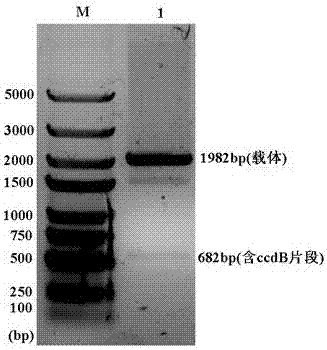 Plasmid vector and construction method thereof