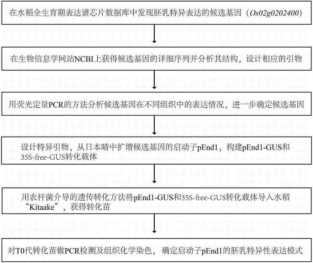 Specific expression promoter pEnd1 for endosperm of paddy rice and application of specific expression promoter