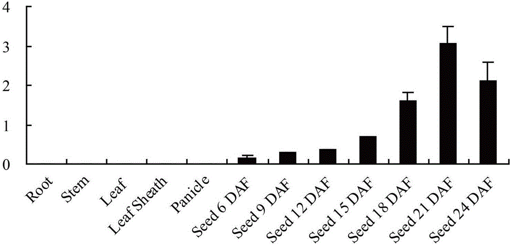 Specific expression promoter pEnd1 for endosperm of paddy rice and application of specific expression promoter