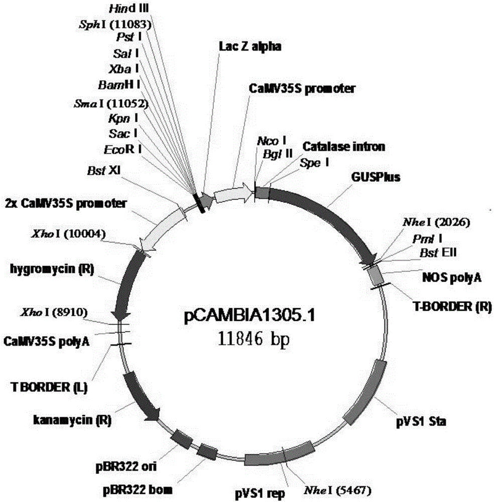 Specific expression promoter pEnd1 for endosperm of paddy rice and application of specific expression promoter