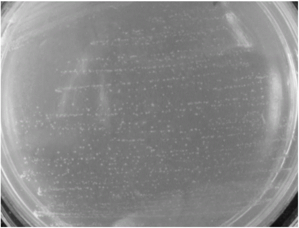 Yoghourt fermenting agent and preparation method thereof