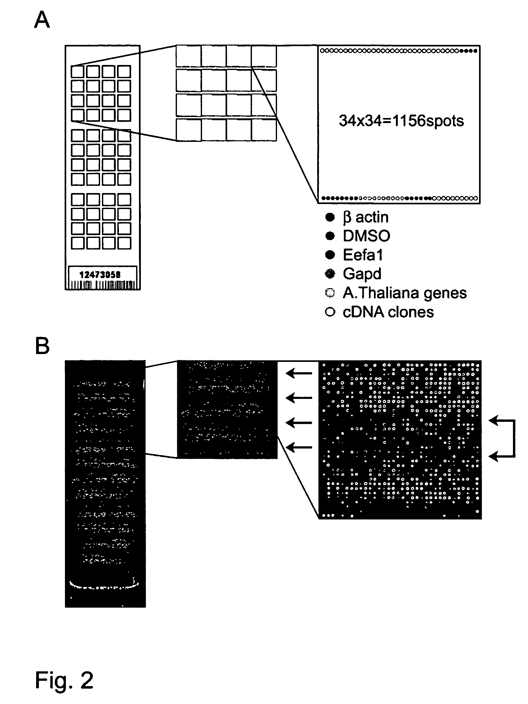 Glomerular expression profiling