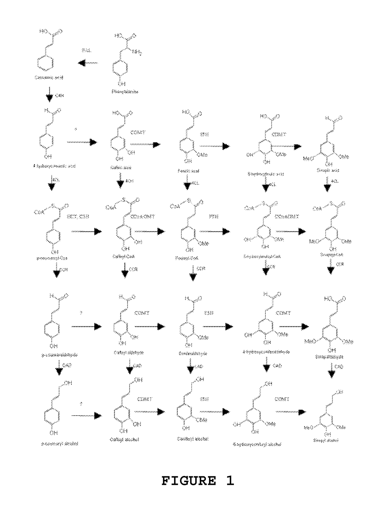 Polynucleotides encoding enzymes from the jute lignin biosynthetic pathway