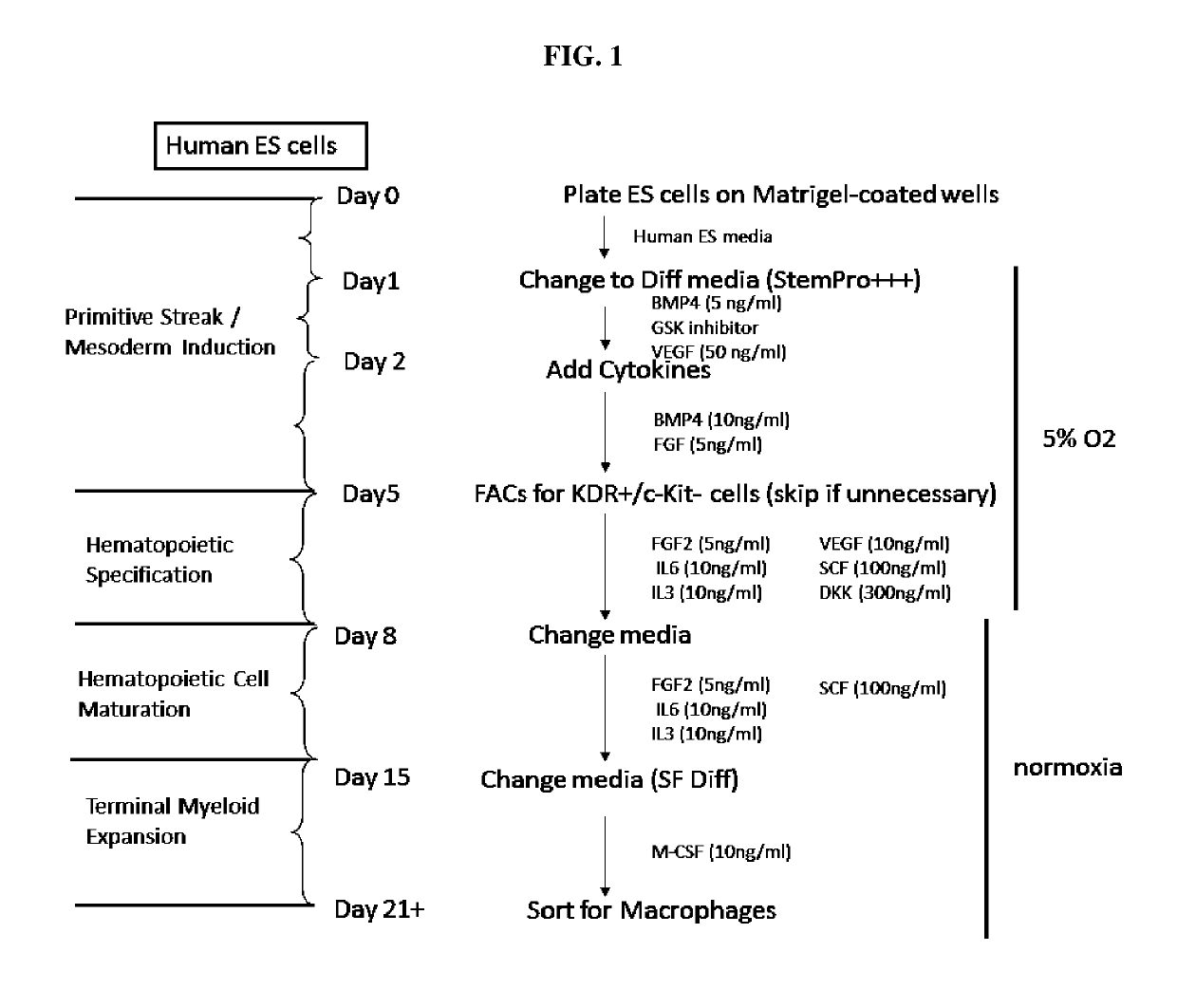 Method of differentiating human pluripotent stem cells into primitive macrophages