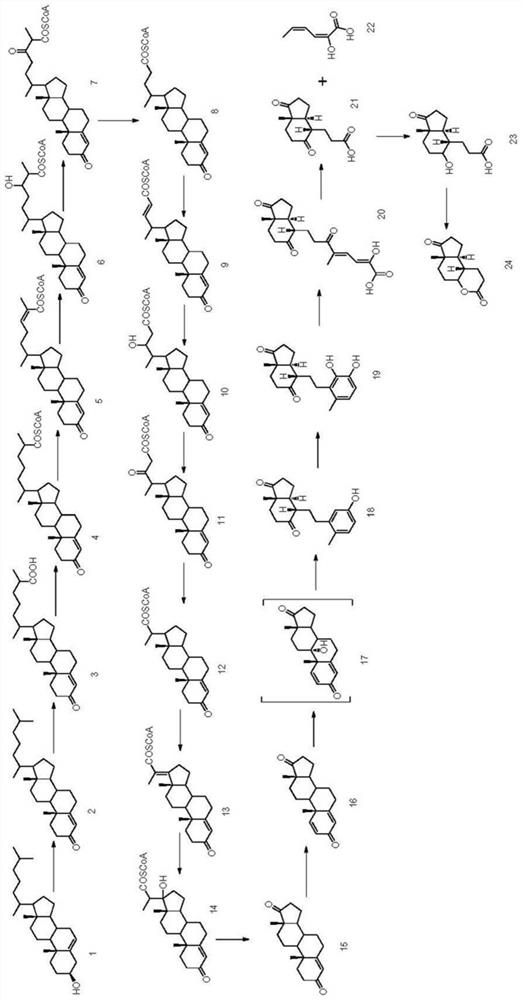 Method, engineering bacteria and application of microbial fermentative production of glutaractone