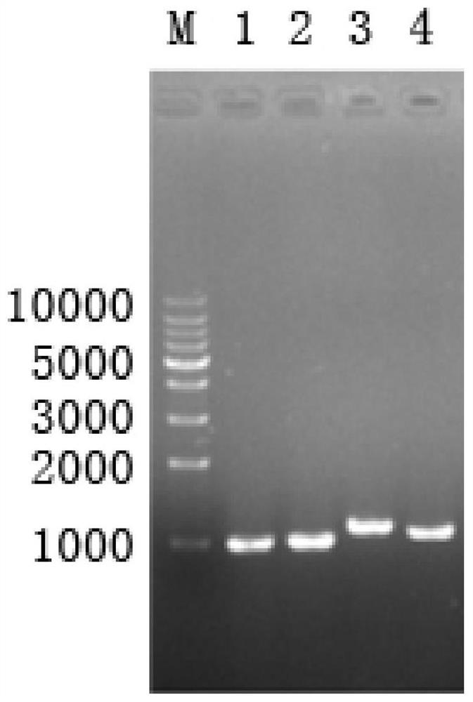 Method, engineering bacteria and application of microbial fermentative production of glutaractone