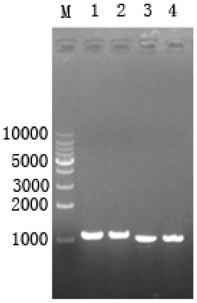 Method, engineering bacteria and application of microbial fermentative production of glutaractone