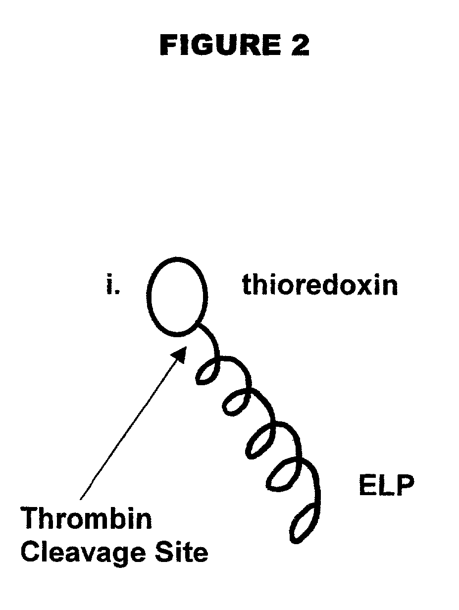 Fusion peptides isolatable by phase transition