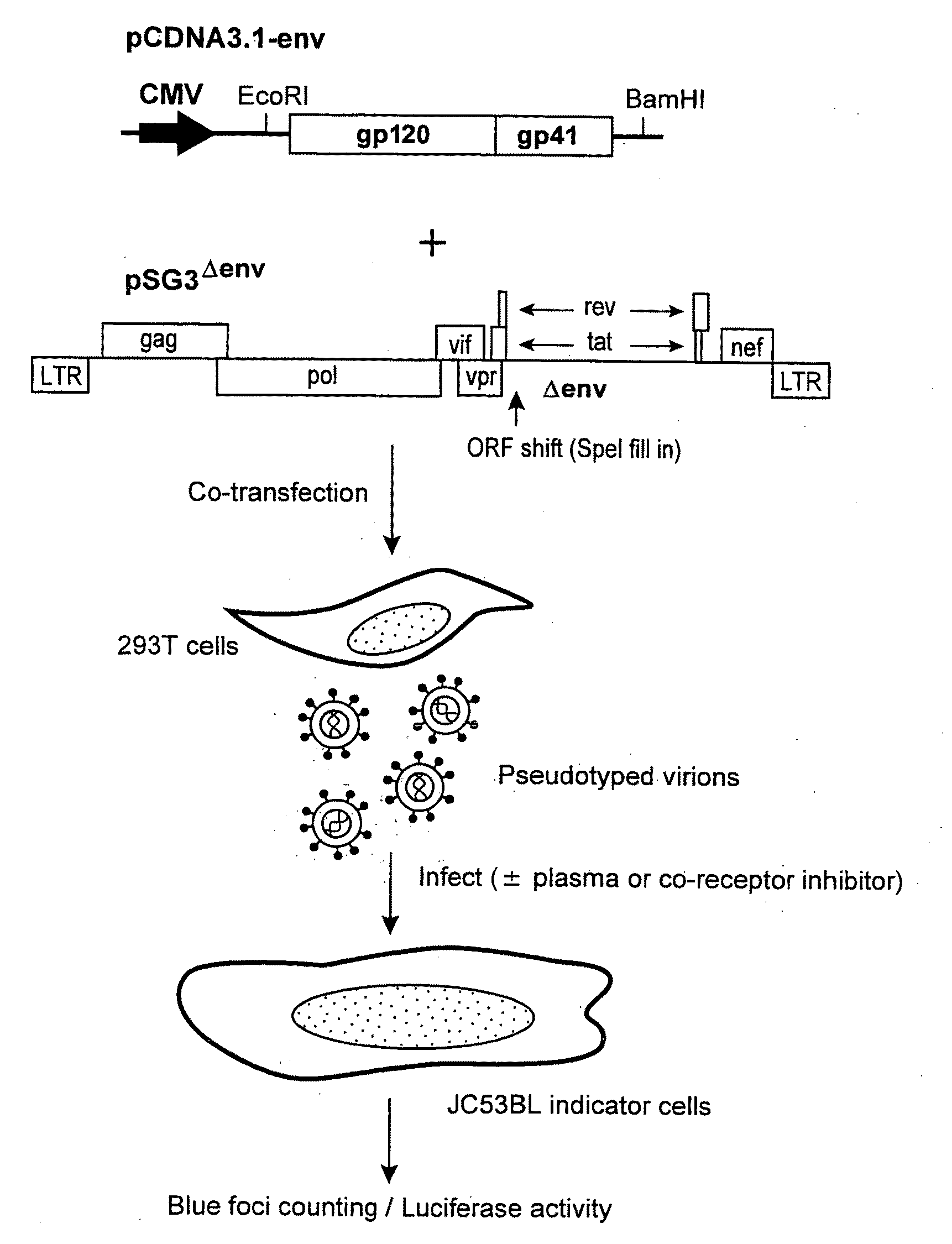 Consensus/ancestral immunogens