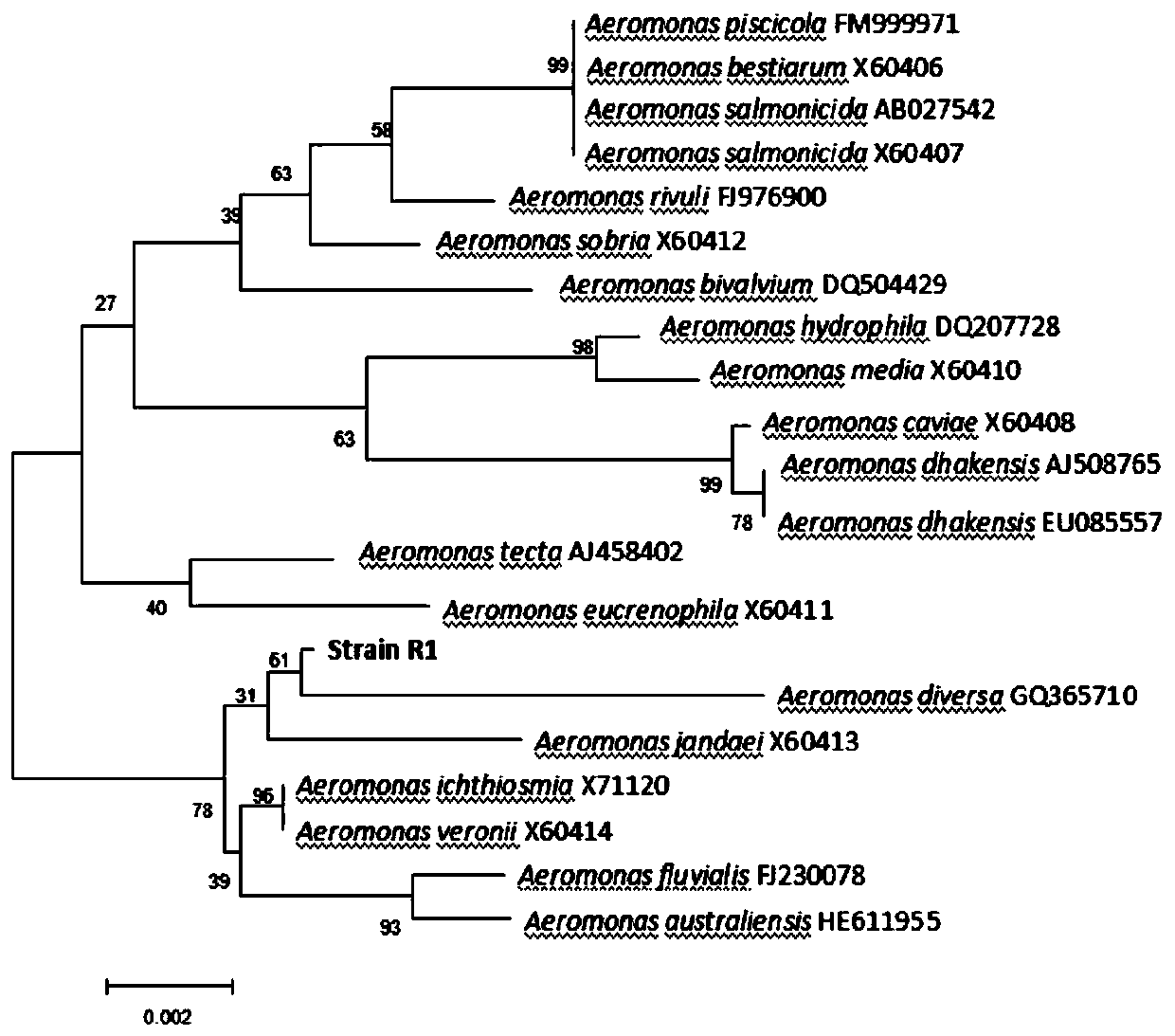 A kind of Aeromonas bacterial strain r1 and its preparation method and its application in algalytic degradation of microcystins