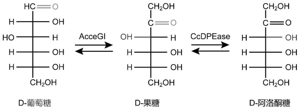 Fusion protein for catalyzing glucose to synthesize D-psicose and construction method thereof