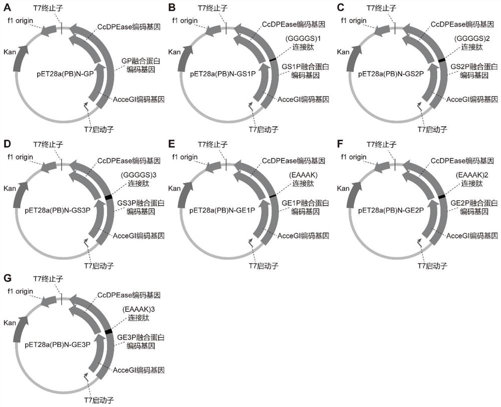 Fusion protein for catalyzing glucose to synthesize D-psicose and construction method thereof